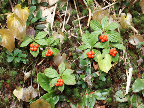 Chamaepericlymenum canadense