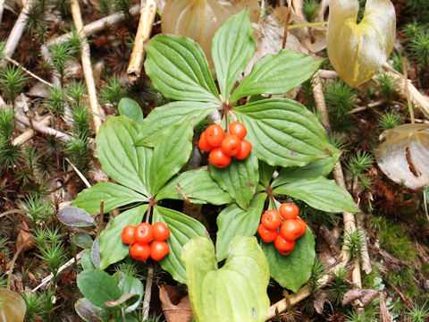 Chamaepericlymenum canadense