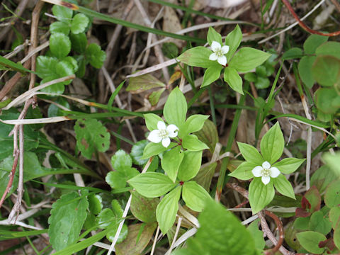 Chamaepericlymenum canadense