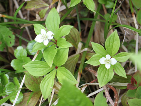 Chamaepericlymenum canadense