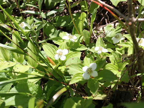 Chamaepericlymenum canadense