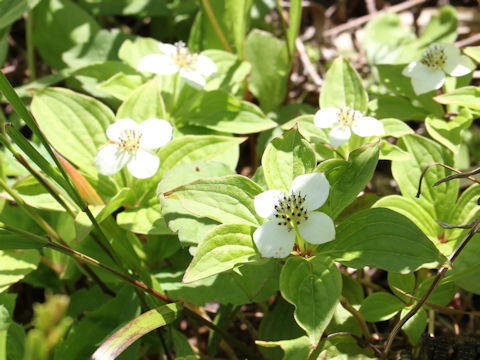 Chamaepericlymenum canadense