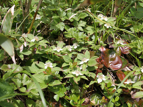 Chamaepericlymenum canadense