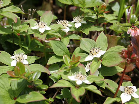 Chamaepericlymenum canadense