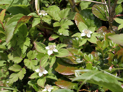 Chamaepericlymenum canadense