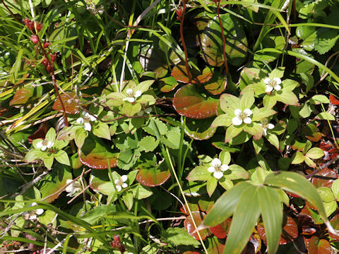 Chamaepericlymenum canadense