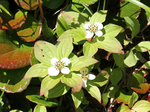 Chamaepericlymenum canadense