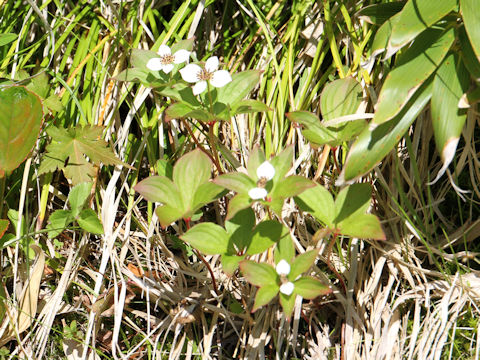 Chamaepericlymenum canadense