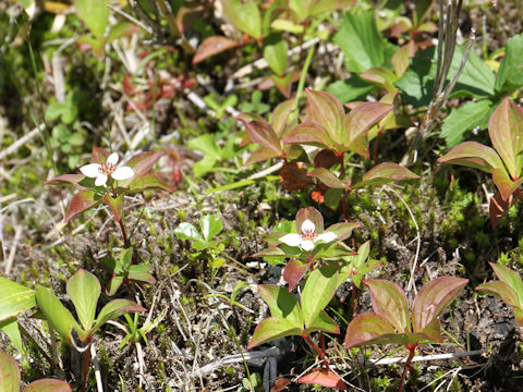 Chamaepericlymenum canadense