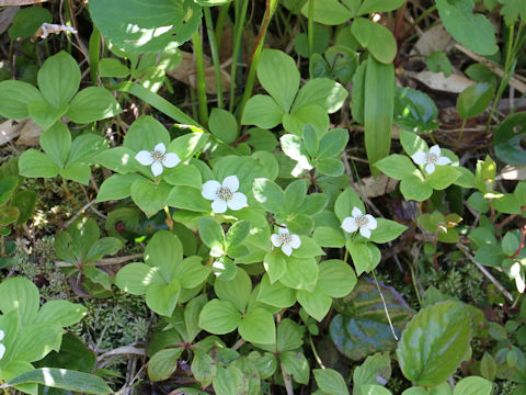 Chamaepericlymenum canadense