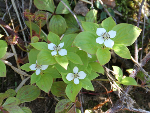 Chamaepericlymenum canadense