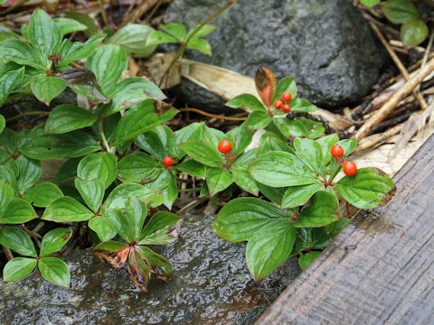 Chamaepericlymenum canadense