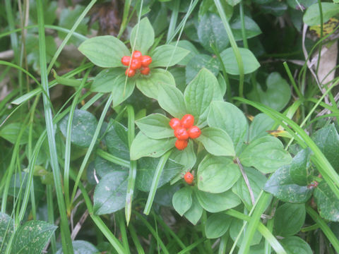 Chamaepericlymenum canadense