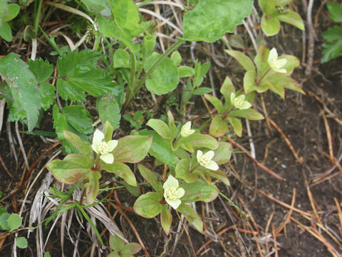 Chamaepericlymenum canadense