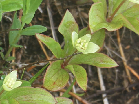 Chamaepericlymenum canadense