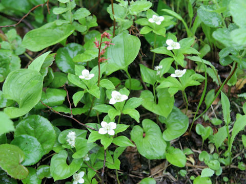 Chamaepericlymenum canadense