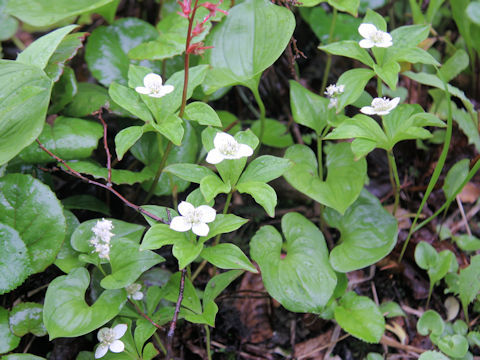 Chamaepericlymenum canadense