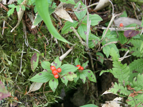 Chamaepericlymenum canadense