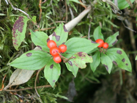 Chamaepericlymenum canadense