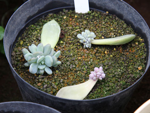 Graptopetalum paraguayense