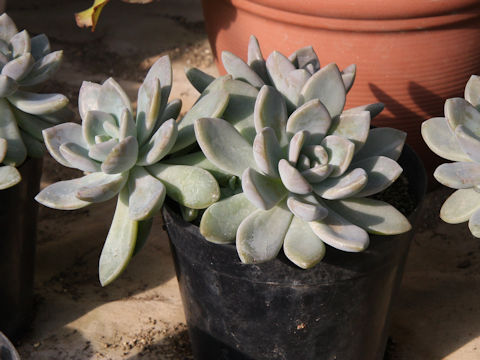 Graptopetalum paraguayense
