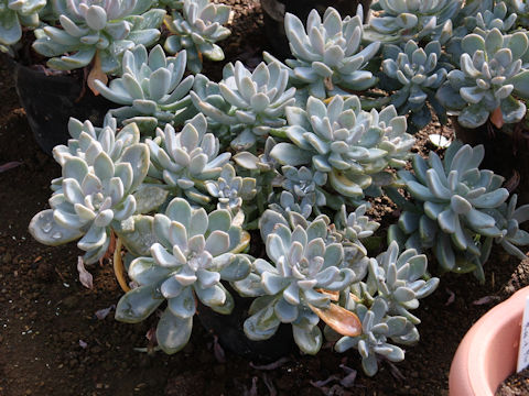 Graptopetalum paraguayense