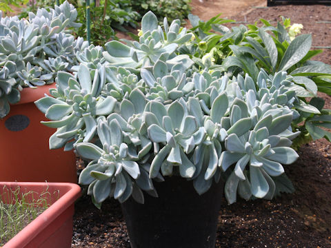 Graptopetalum paraguayense