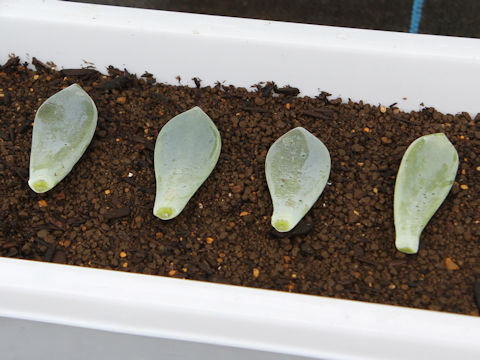 Graptopetalum paraguayense