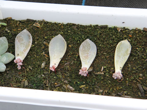 Graptopetalum paraguayense