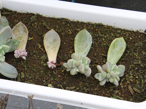 Graptopetalum paraguayense