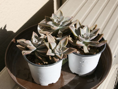 Graptopetalum paraguayense