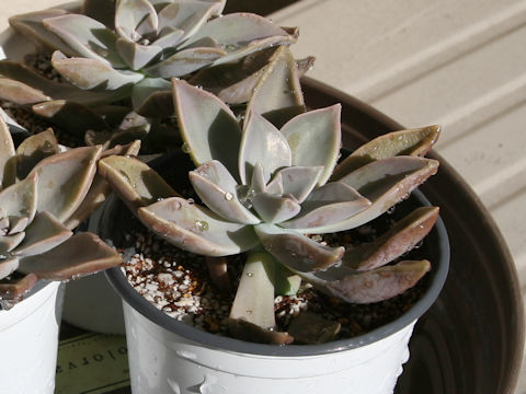Graptopetalum paraguayense