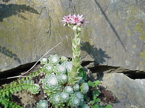 Graptopetalum macdougallii