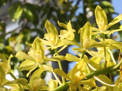 Grammatophyllum multiflorum