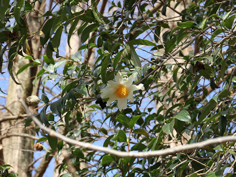 Camellia granthamiana