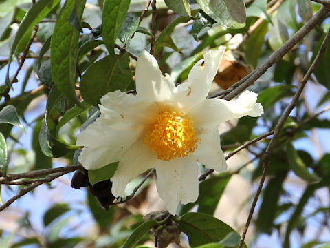 Camellia granthamiana