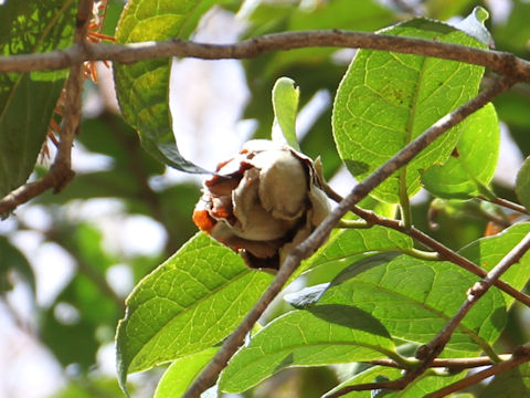 Camellia granthamiana