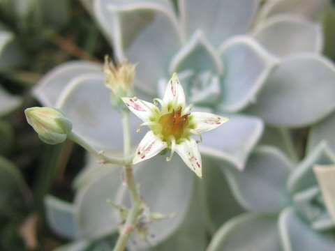 Graptopetalum paraguayense