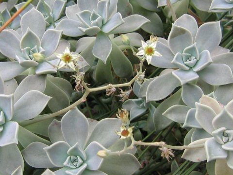 Graptopetalum paraguayense