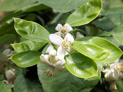 Citrus paradisi