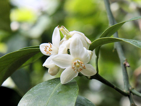 Citrus paradisi