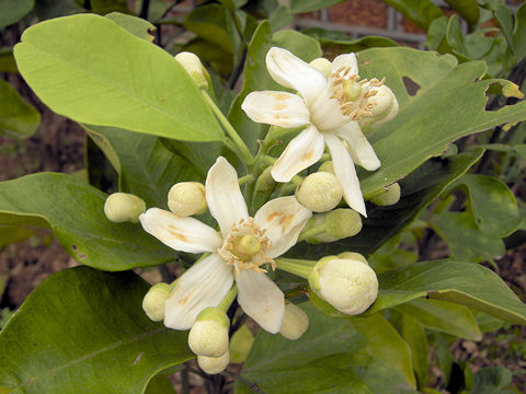 Citrus paradisi