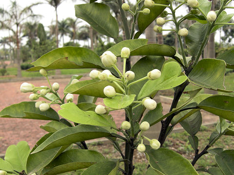 Citrus paradisi