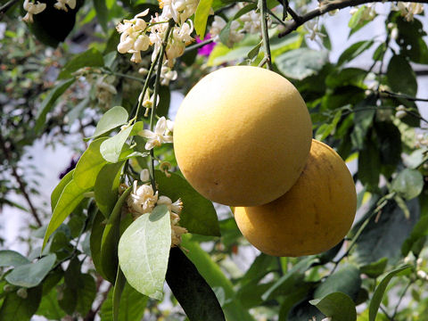 Citrus paradisi