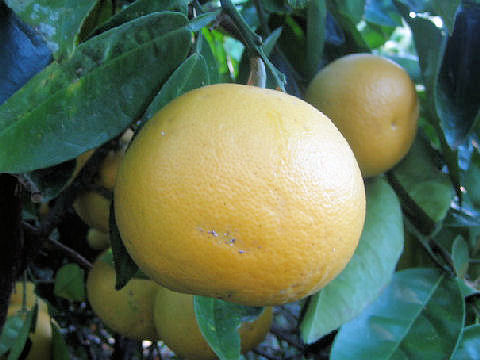 Citrus paradisi