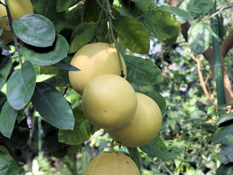 Citrus paradisi