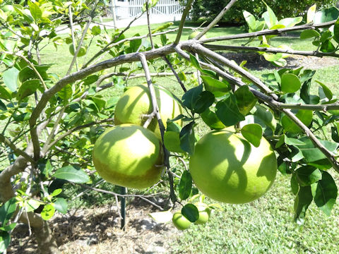 Citrus paradisi 'Duncan'