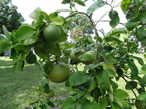 Citrus paradisi 'Flame'