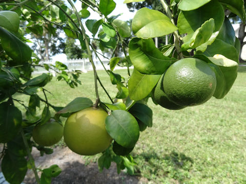 Citrus paradisi 'Flame'