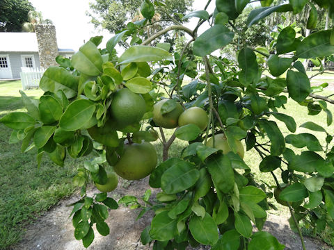 Citrus paradisi 'Flame'